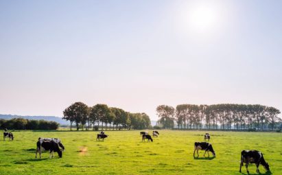 vacas rural galicia